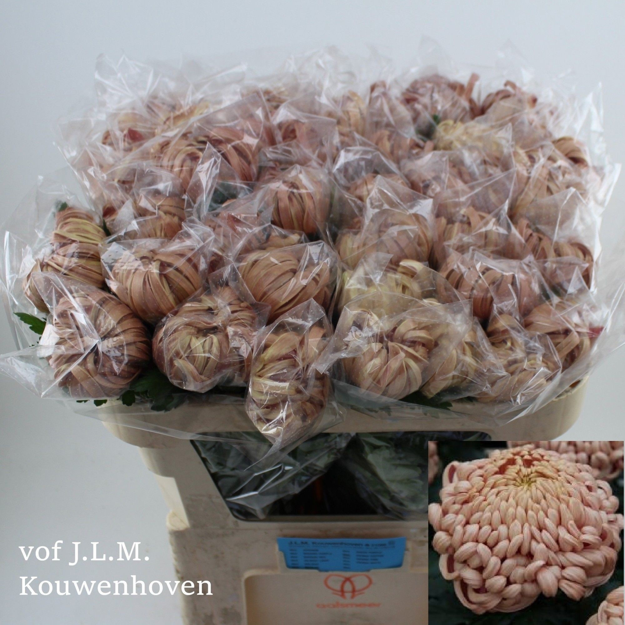 Chr G Vienna Copper 70L.cm 80gram 12bloei