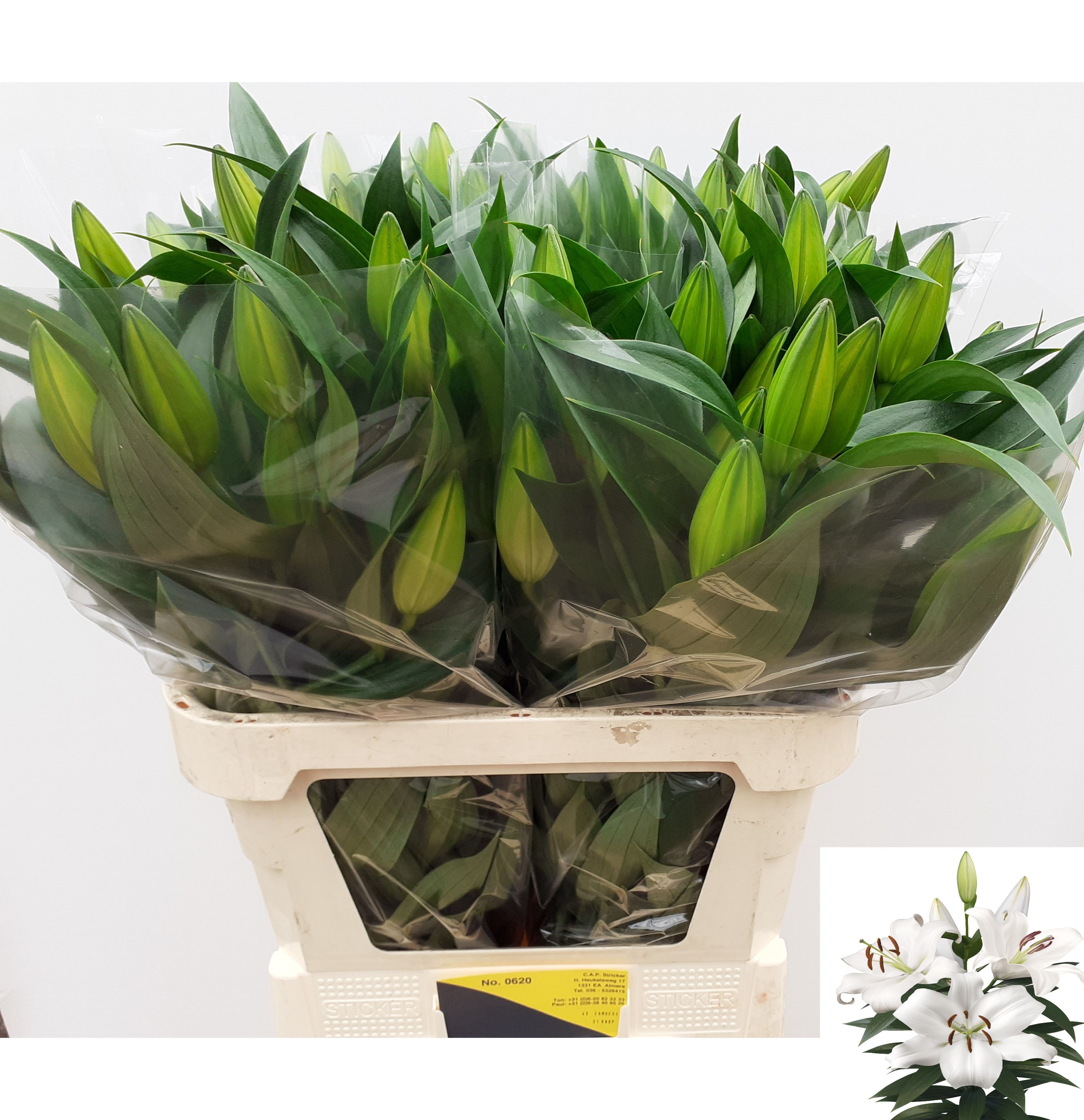 Lilium Ot Zambesi 80cm 3/5bl
