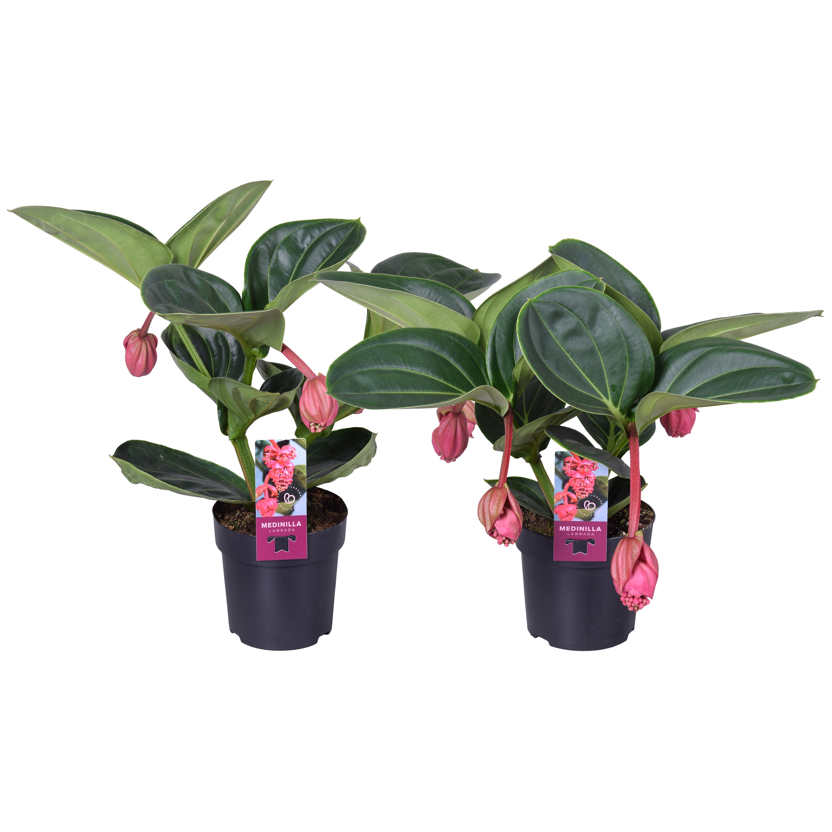 Picture of Medinilla Magnifica Lambada 2 etage 3/4 buds P14 40CM