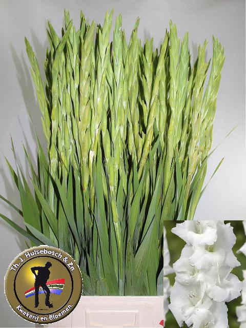 Gladiolus Grand Prix 100cm 170gram