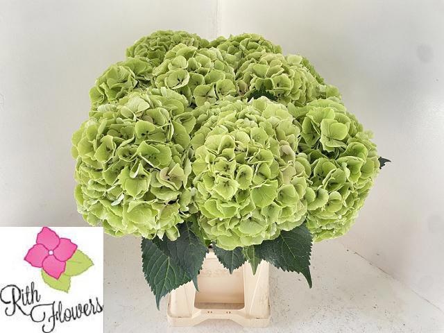 Hydrangea My Beautiful Heaven 60cm 21Ø