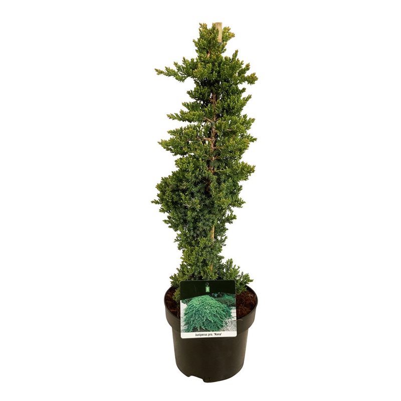 Picture of Juniperus proc. 'Nana'