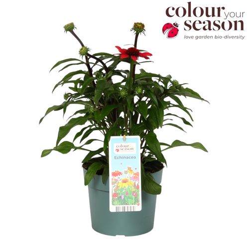 Echinacea Mooodz Powerfull P19 FlevoFlora