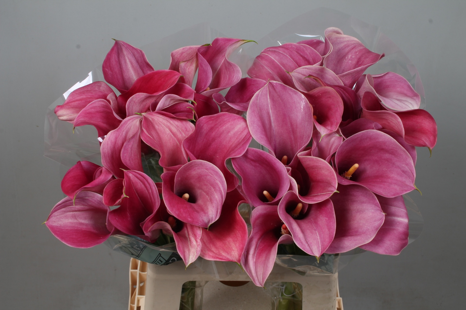 Calla Capt Romance 60cm