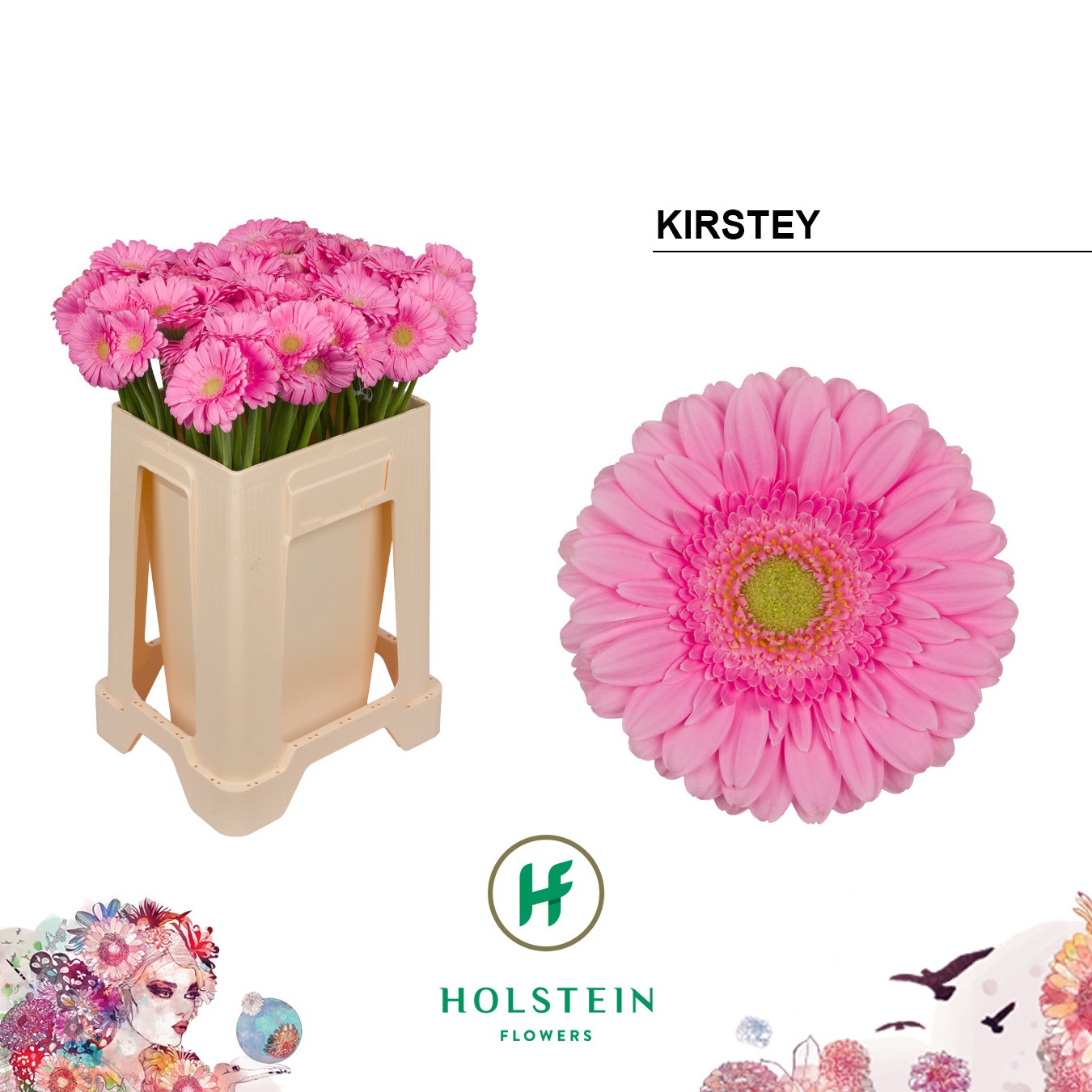 Gerbera Mini Kirstey