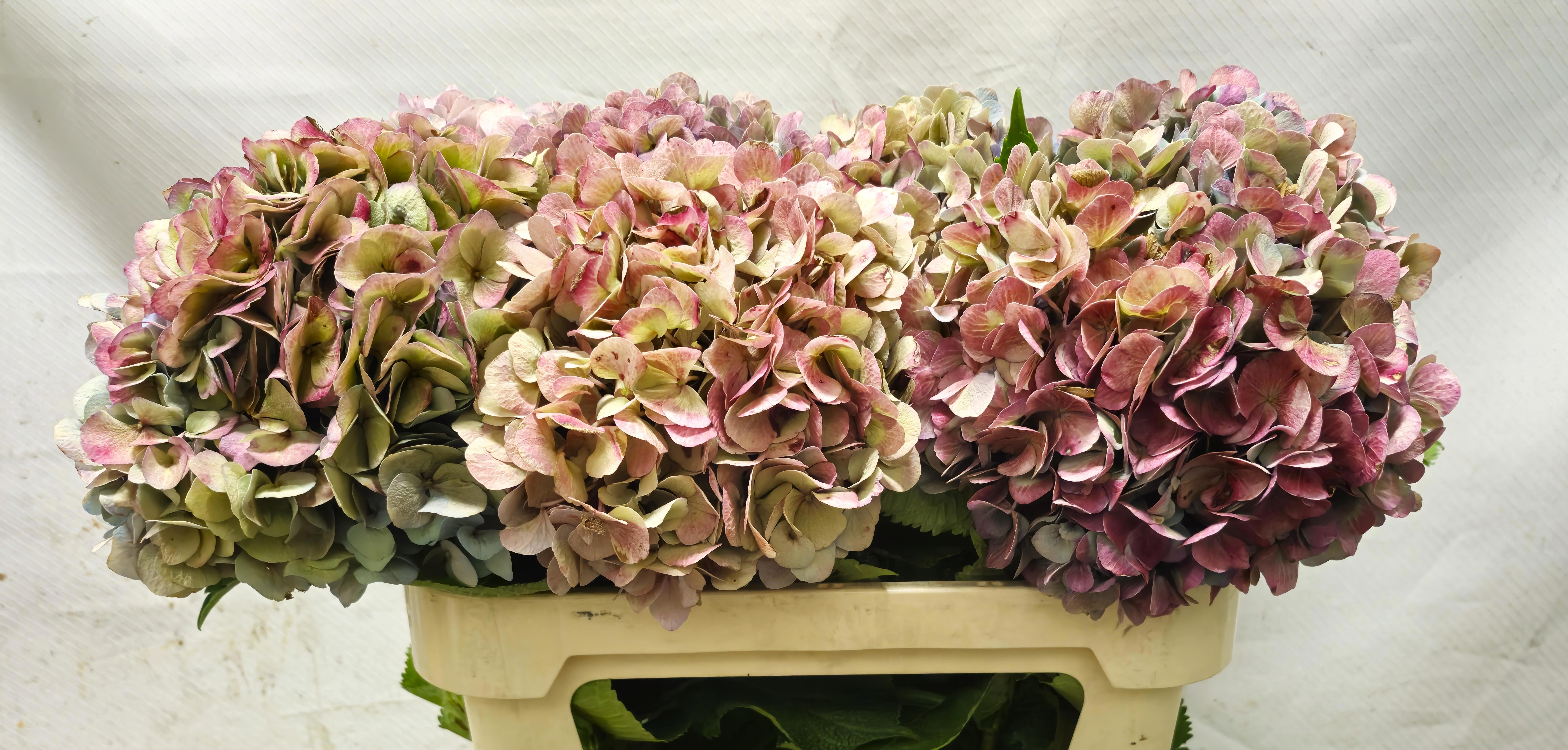 Hydrangea Bodensee Clas 70cm 19Ø