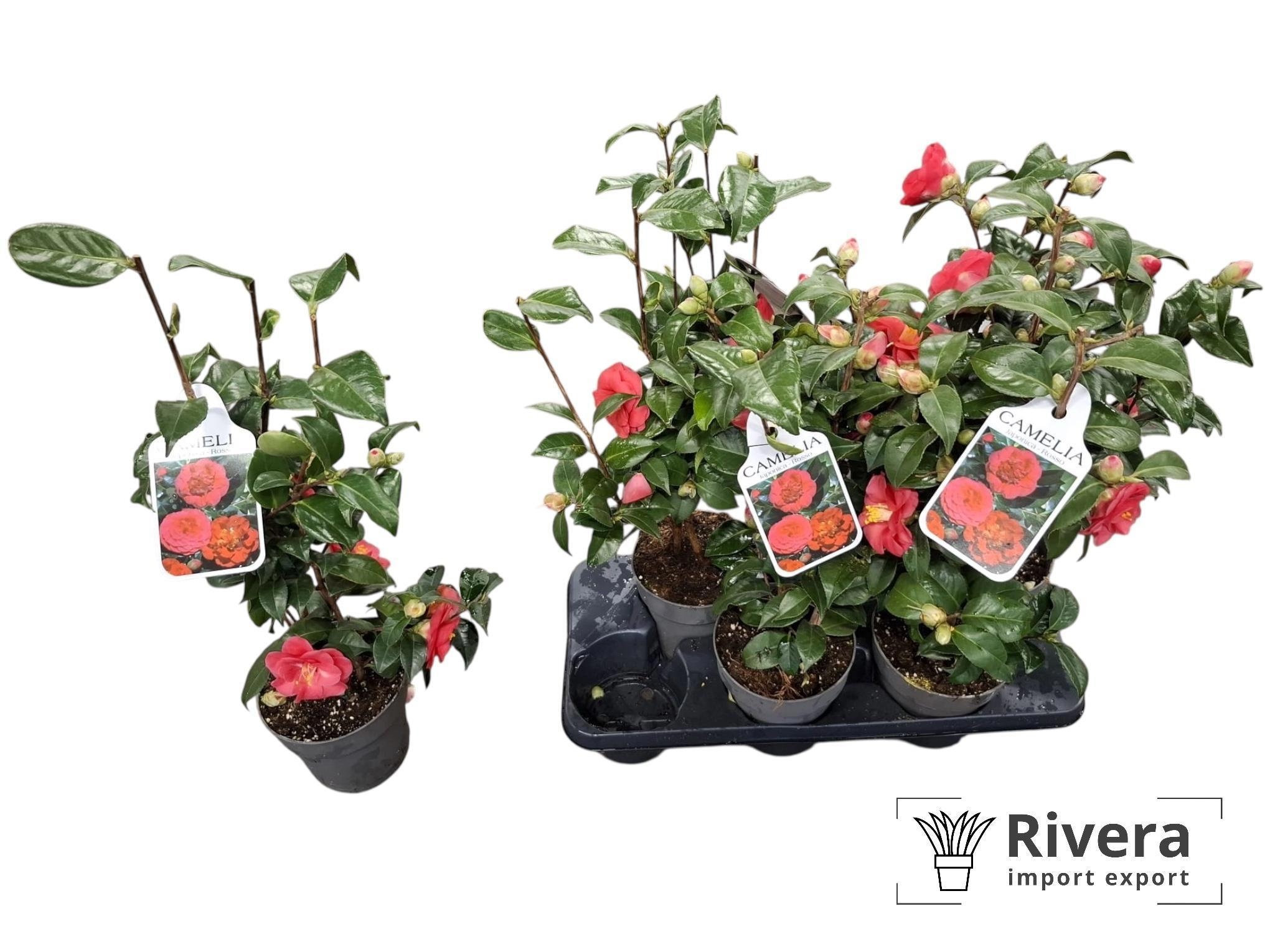 Camellia jap. 'Lady Campbell' CAME J LADY CAMPBEL | Gardenline