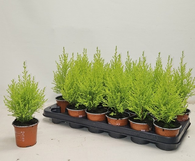 Cupr Ma Goldc Wilma 9Ø 30cm