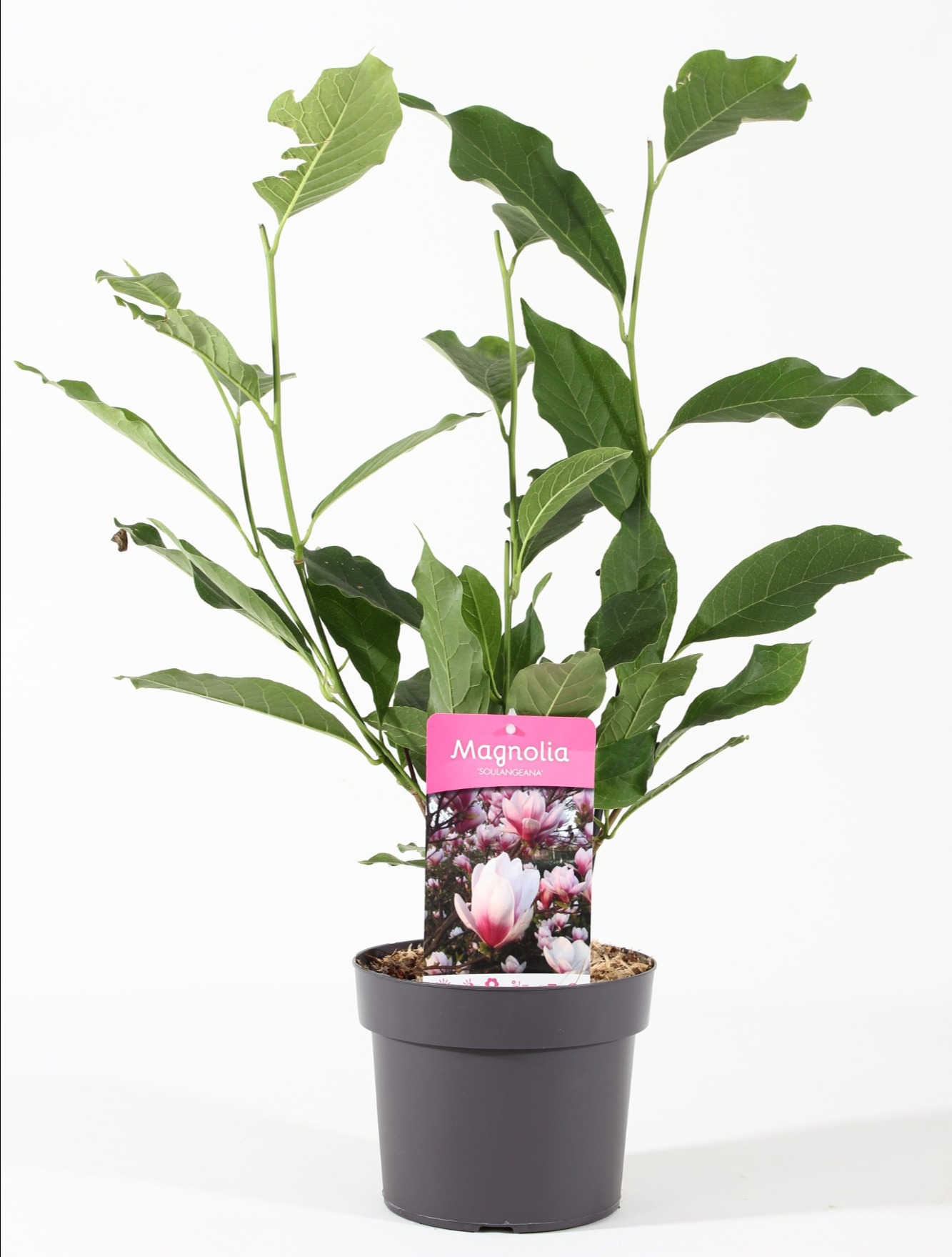 Picture of Magnolia Soulangeana P19 (3 Ltr)