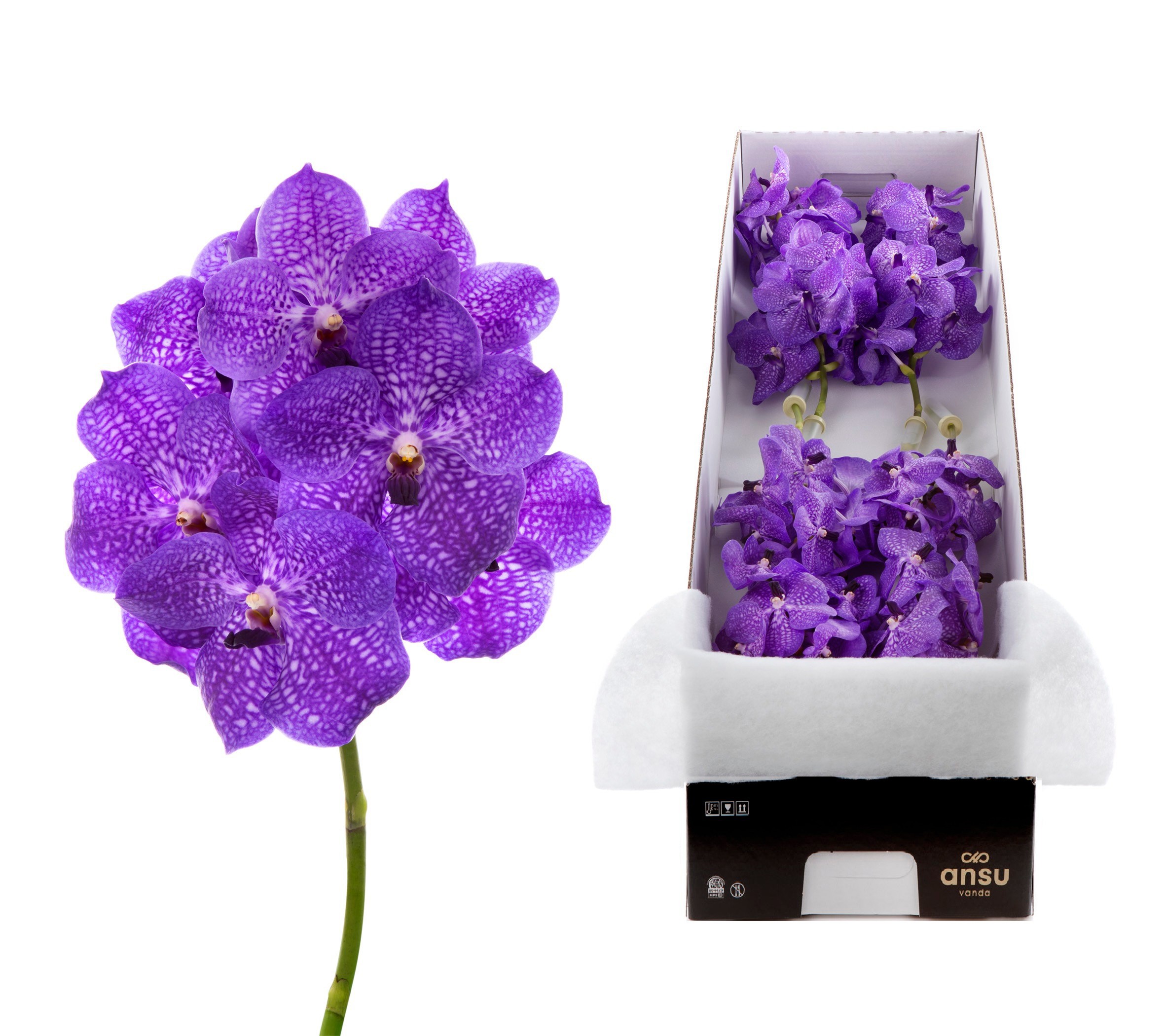Vanda Violet Blue 83 X8