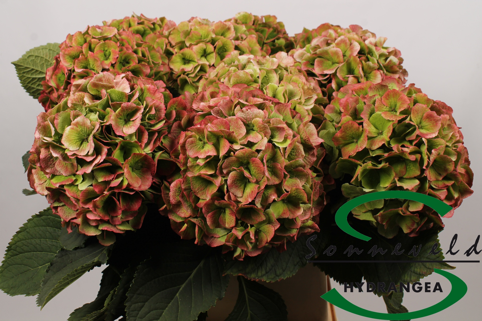 Hydrangea Verena Classic Pink 80cm 23Ø