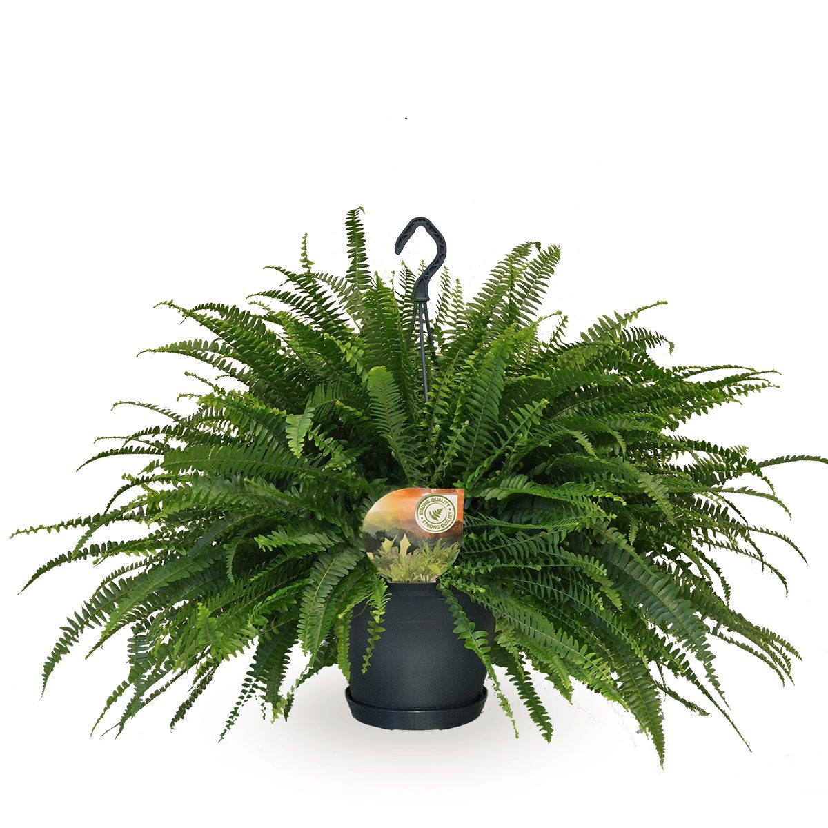 Nephrolepis Green Lady hangpot