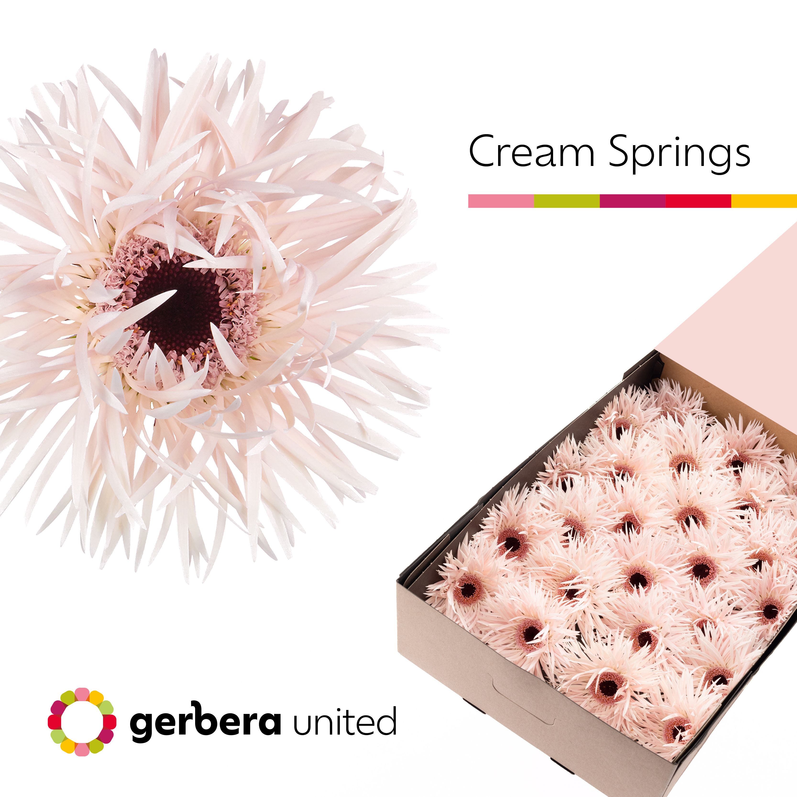 Ge Gr Cream Springs