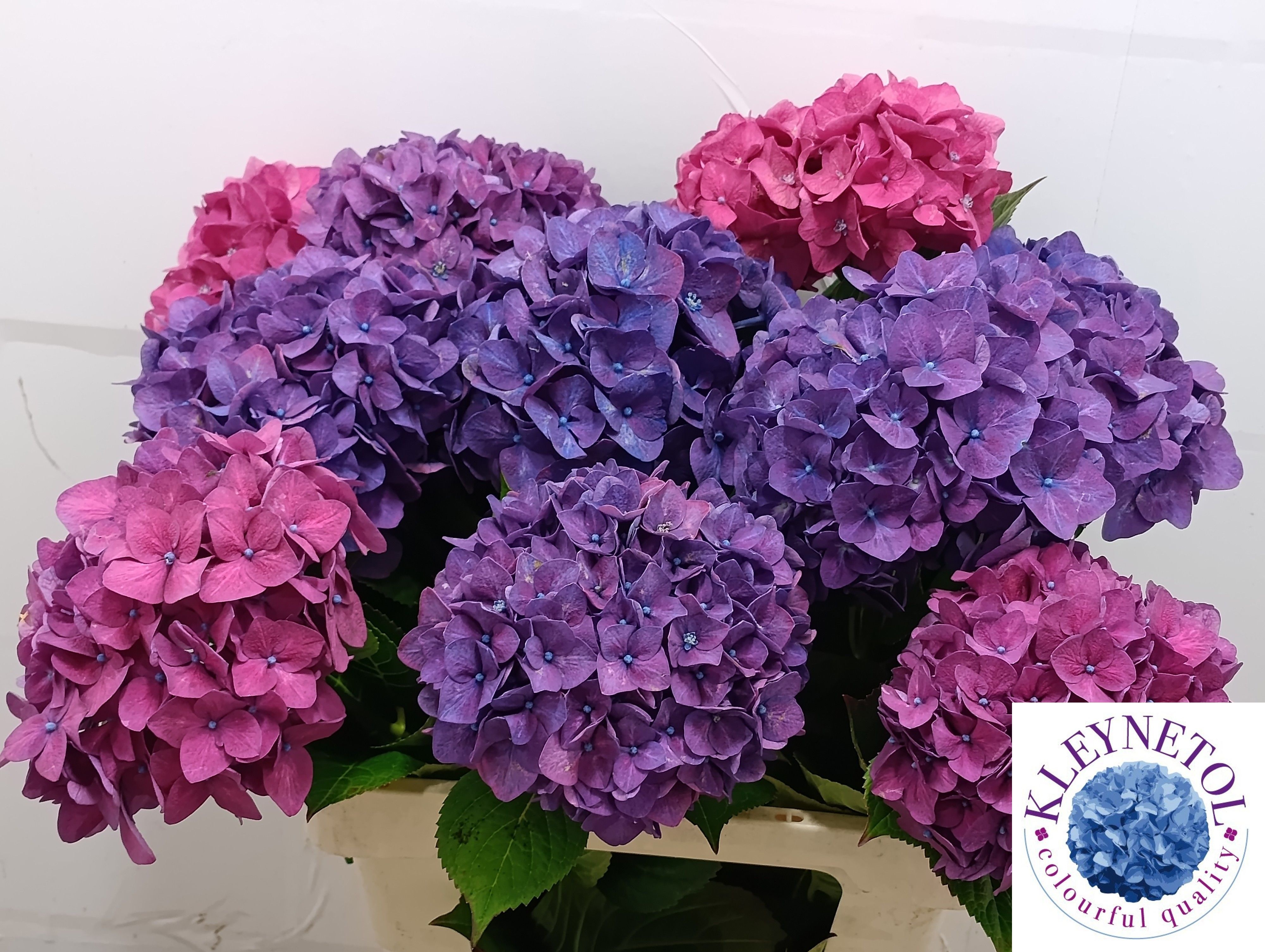 Hydrangea Rodeo Purple 60cm 19Ø