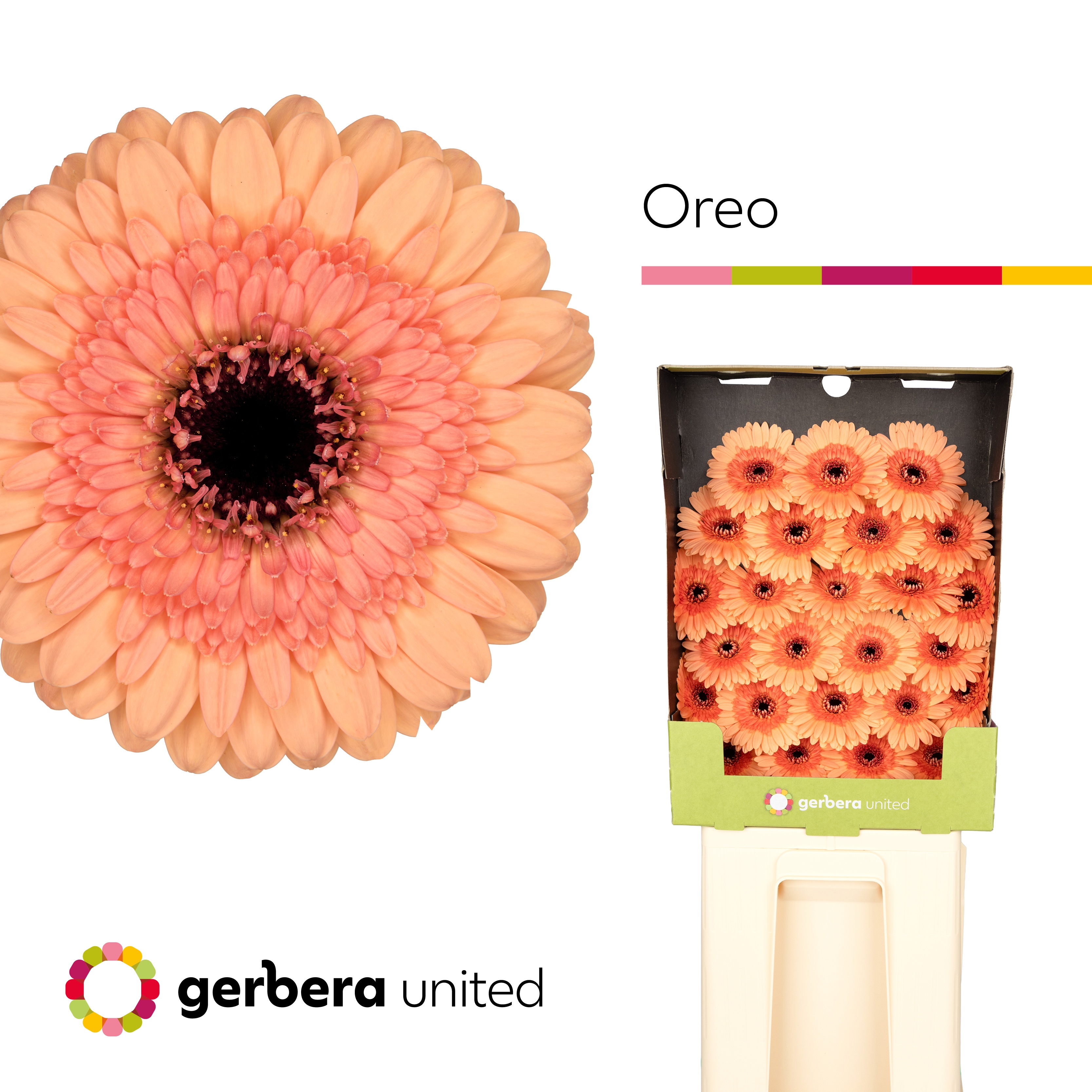 Ge Mi Oreo