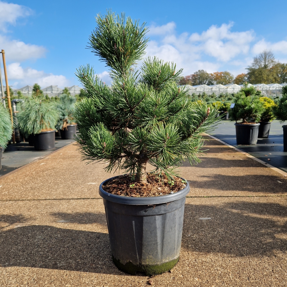 Picture of Pinus mugo Gnom C12 40/50 (LOOSE)