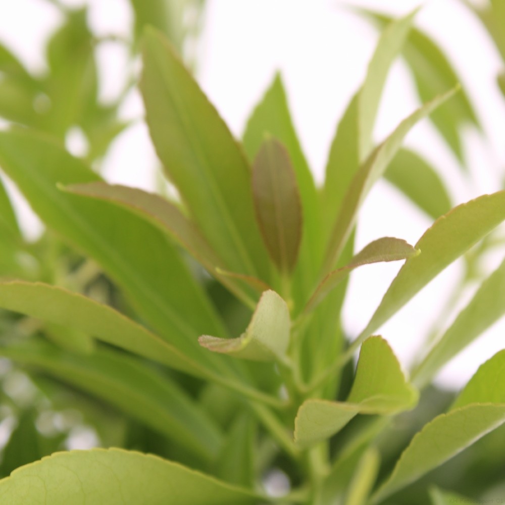 Picture of Pieris taiwanensis