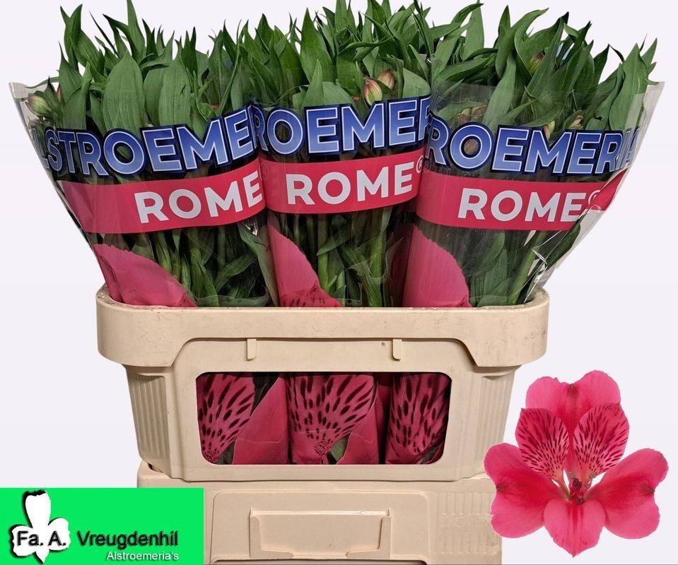 Alstr Rome