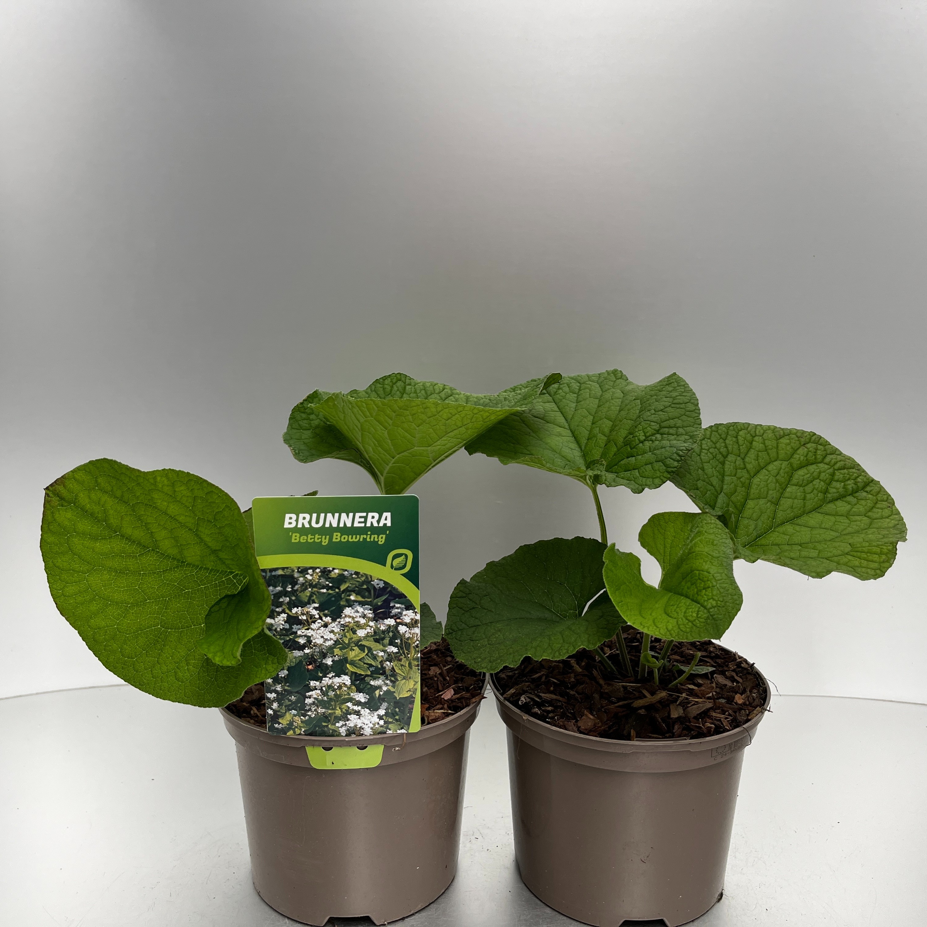 Picture of Brunnera macrophylla P17 (2 Ltr)