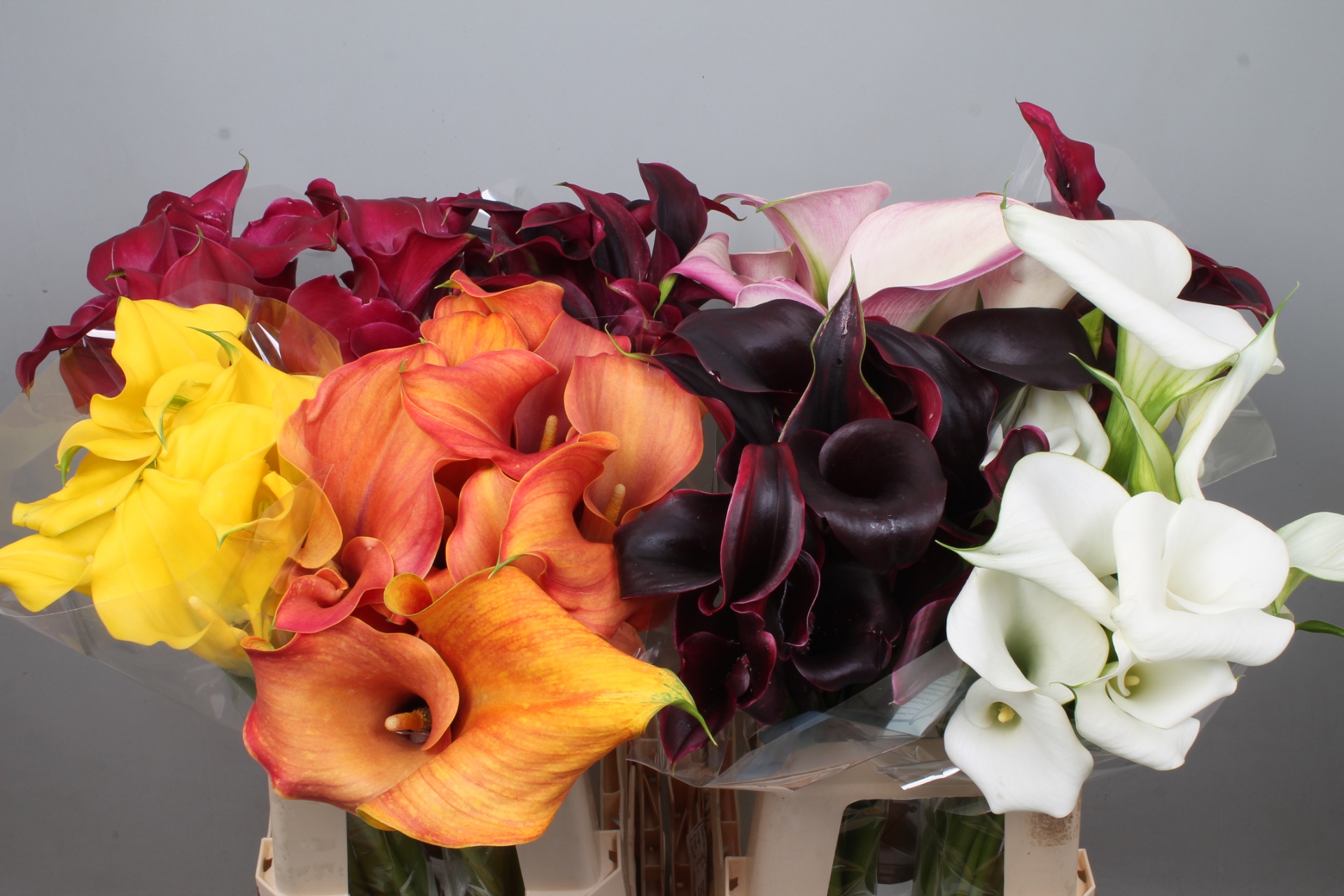 Calla Assorted 60cm