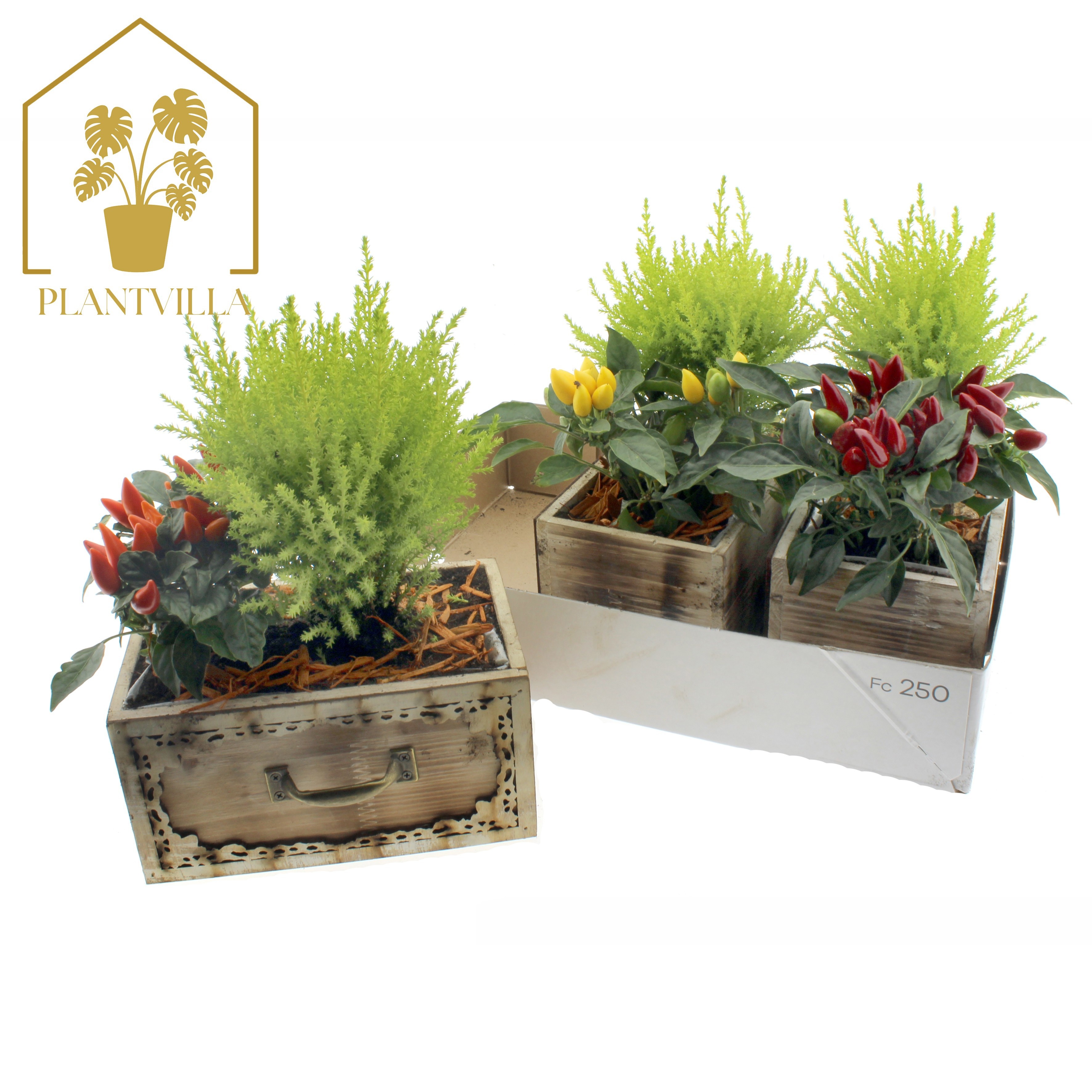 Arr Tuinplanten 20P 35cm 23bloei