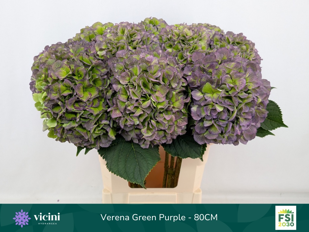 Hydrangea Verena Classic Blue 80cm 22Ø