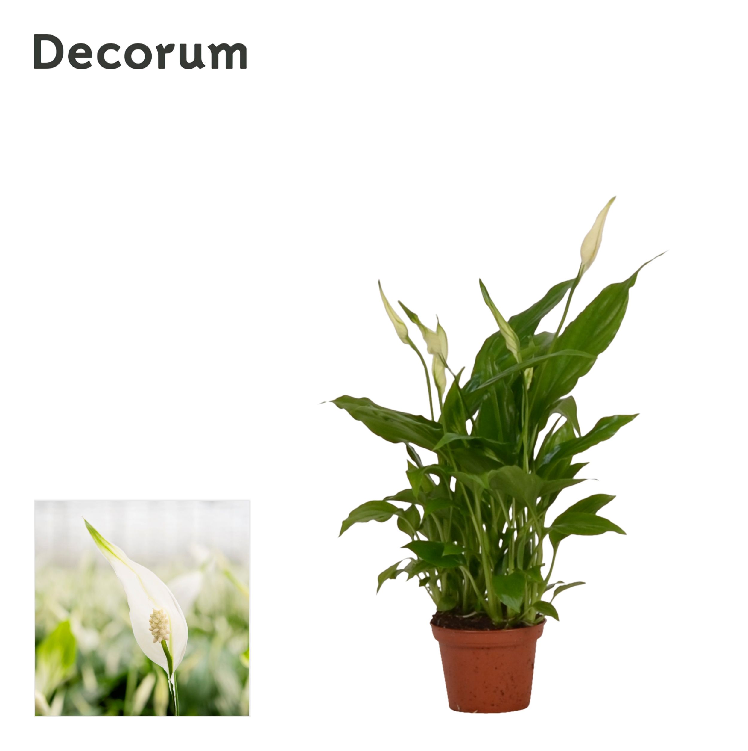 Picture of Spathiphyllum Chopin Decorum P6.5 25CM