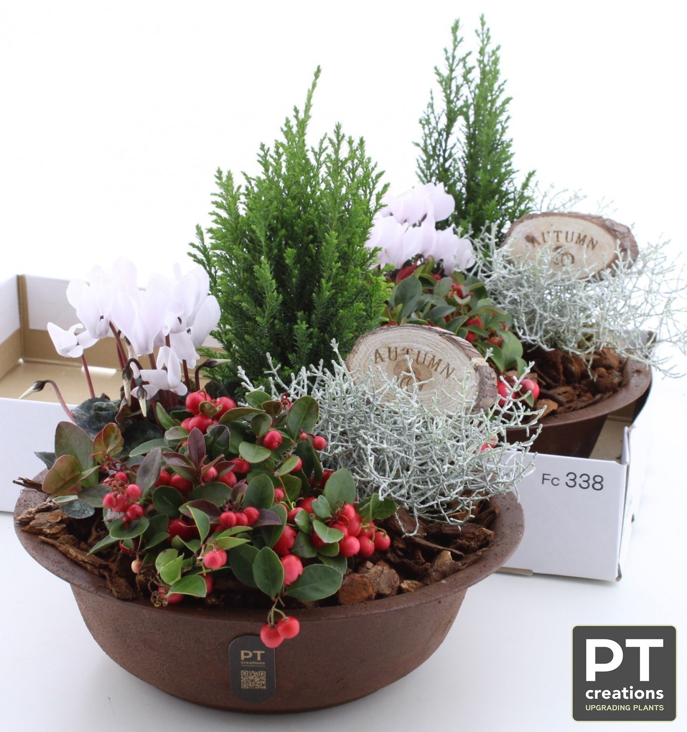 Arr Tuinplanten 29P 37cm 22bloei