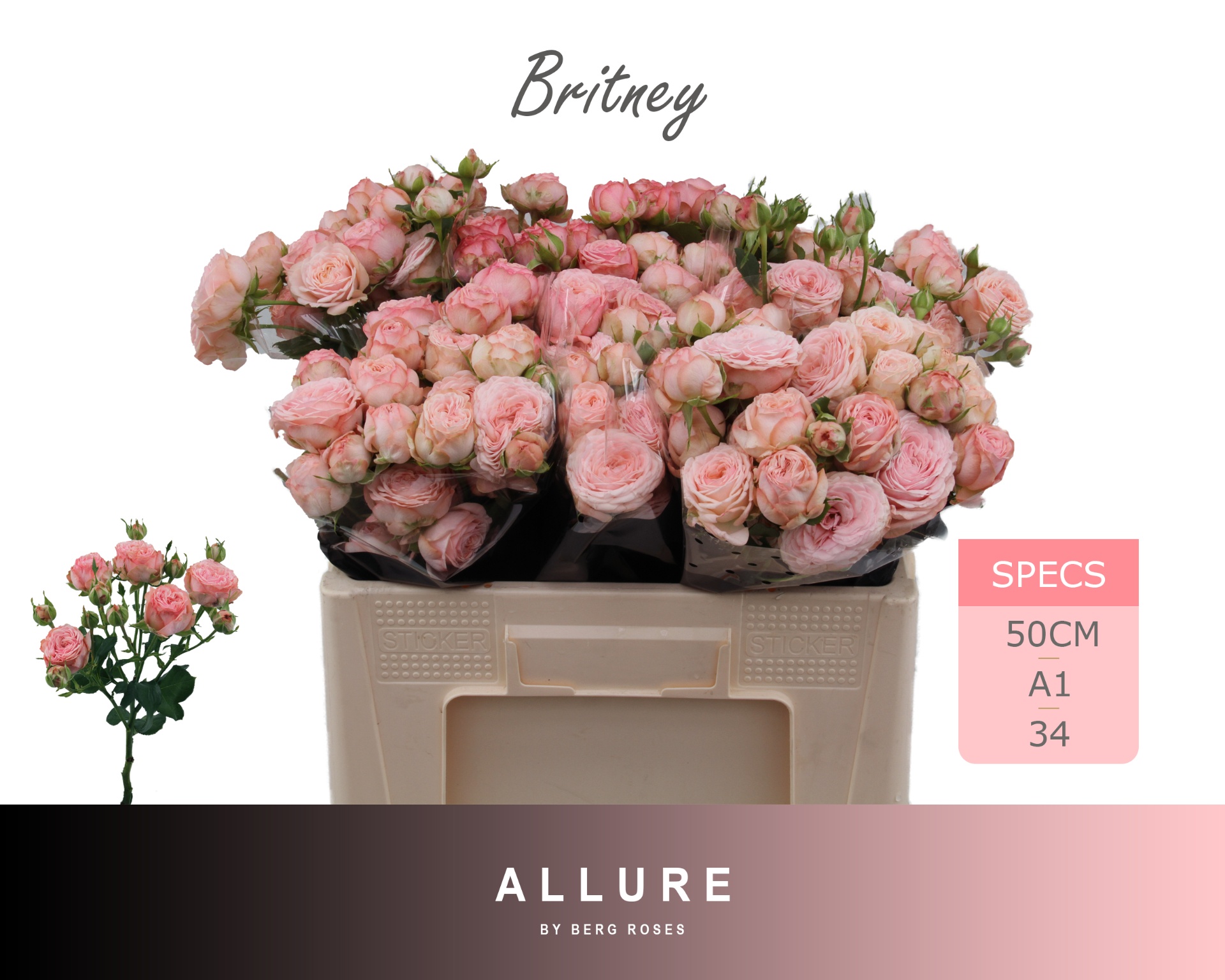 R Tr Britney 50cm