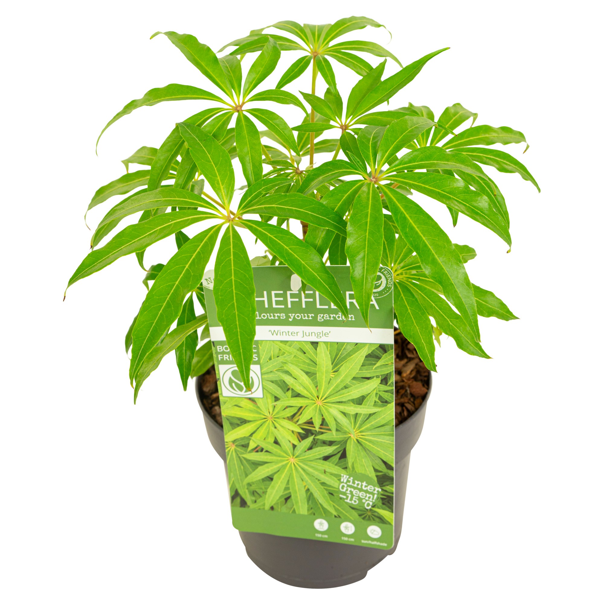 Picture of Schefflera 'Winter Jungle'