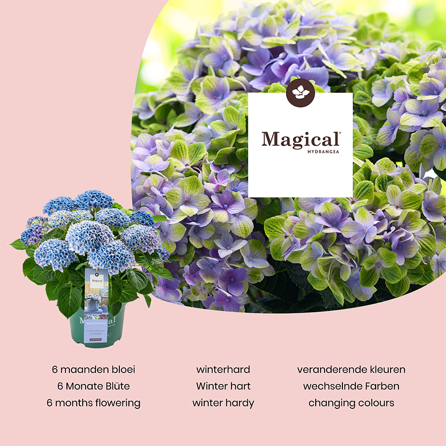 Picture of Hydrangea macr. Magical® MIX C2 (17cm.)