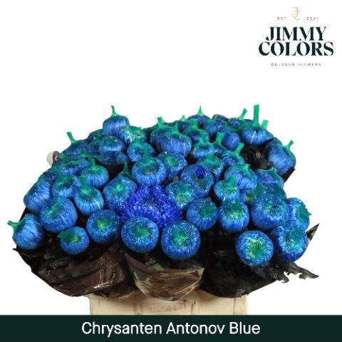 Chr G Antonov Blue