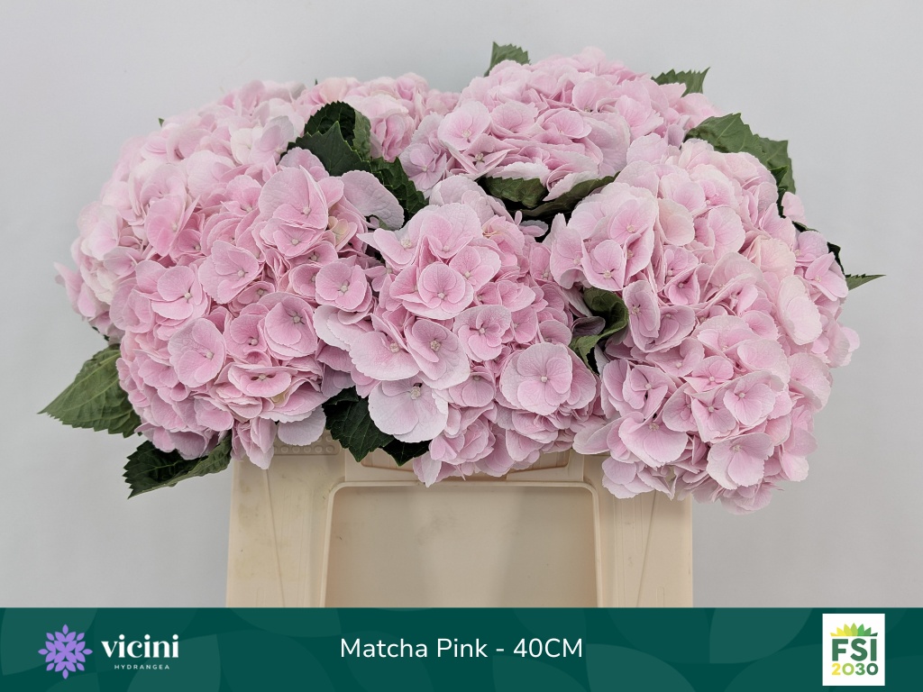 Hydrangea My Matcha 40cm 14Ø