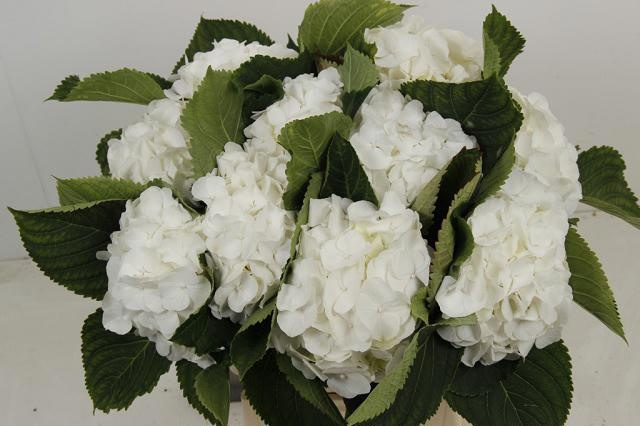 Hydrangea White Verena 60cm 16Ø