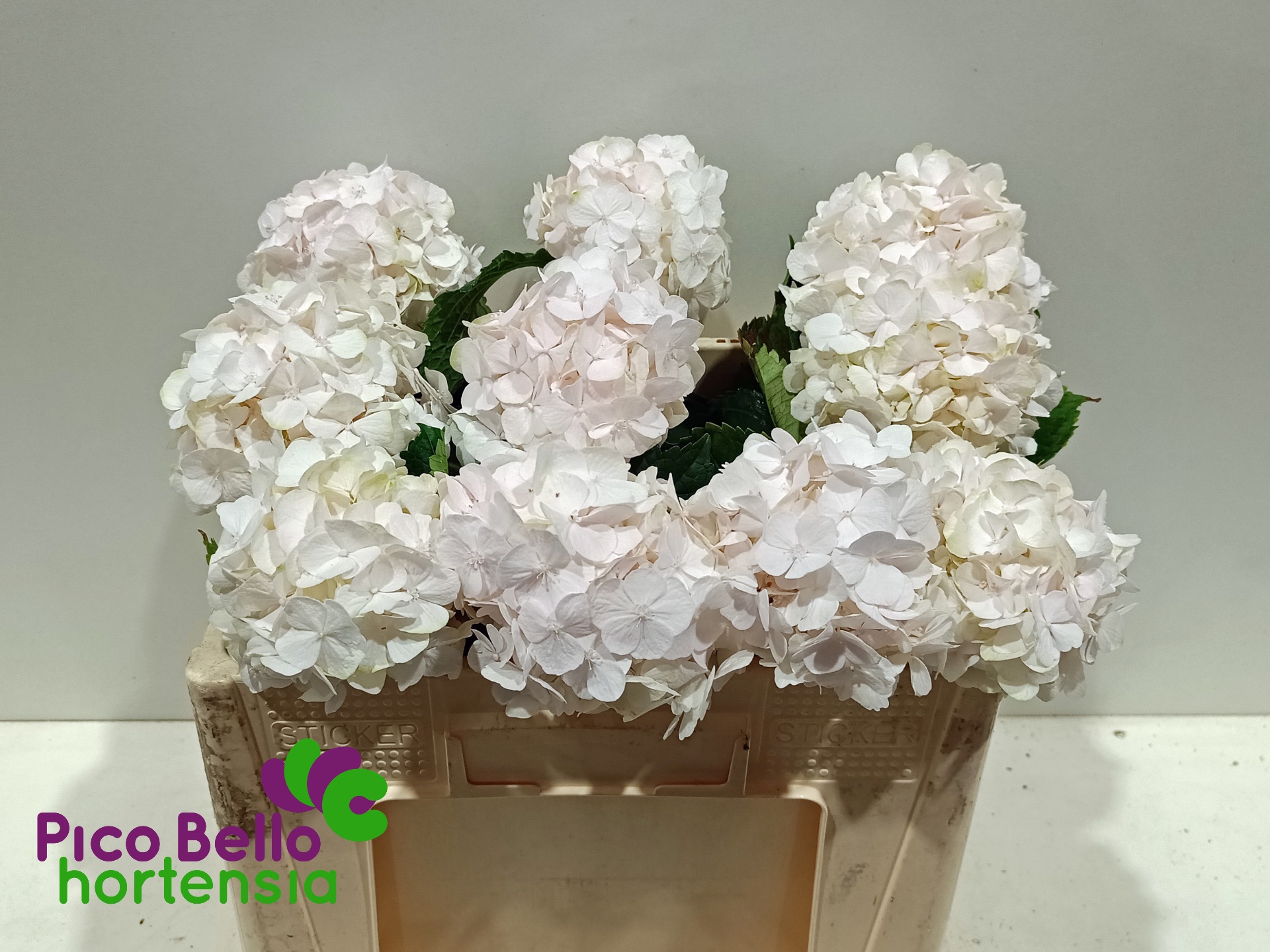 Hydrangea Sweet Verena 50cm 15Ø