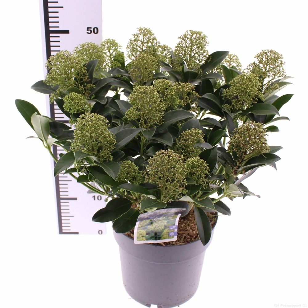 Picture of Skimmia jap. 'Fragrant Cloud'