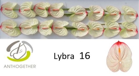 Anthurium Lybra 11Ø