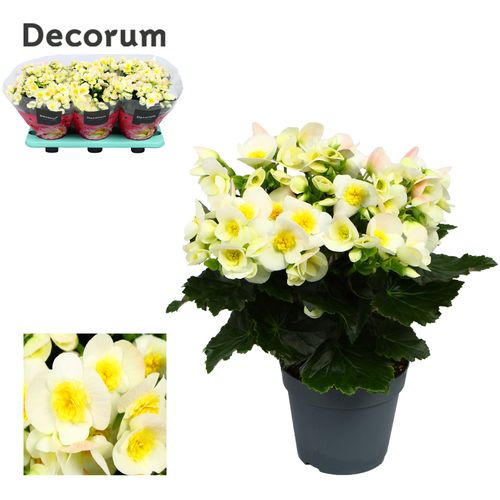 Begonia valentino white p14 Have