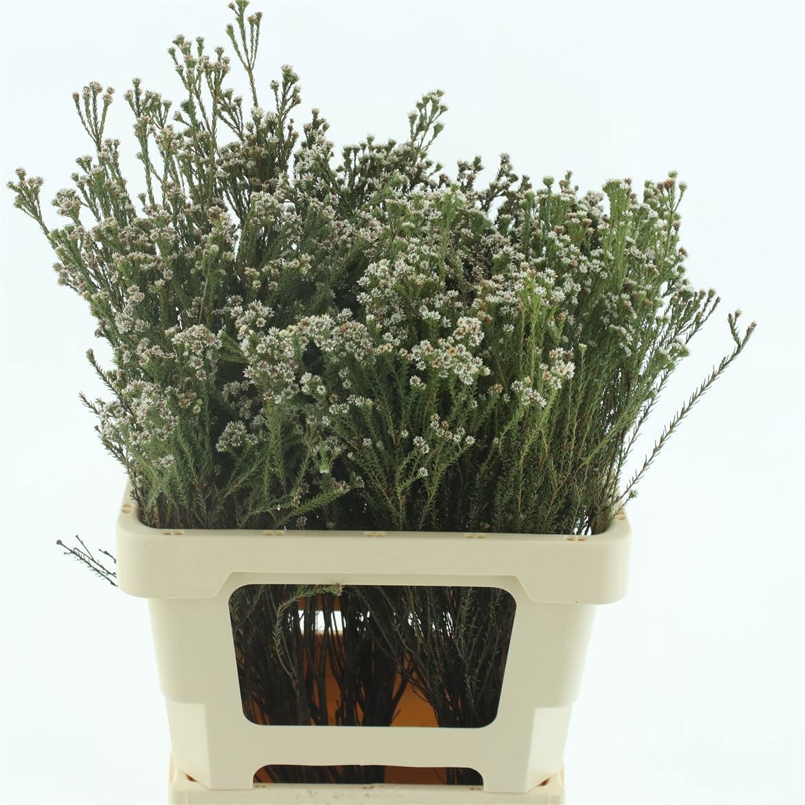 Cape Green (BERZELIA) 50cm