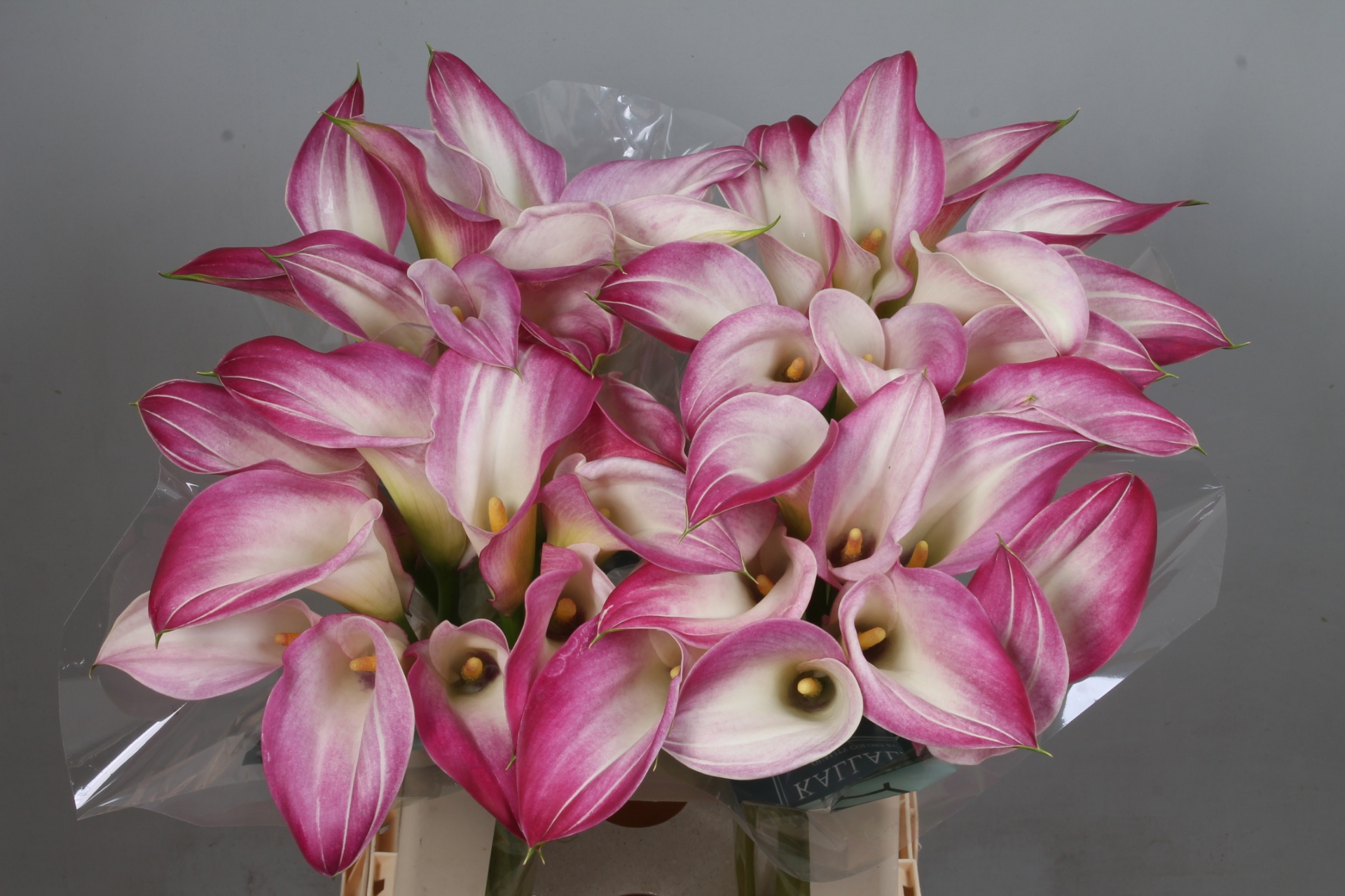 Calla Mario 60cm