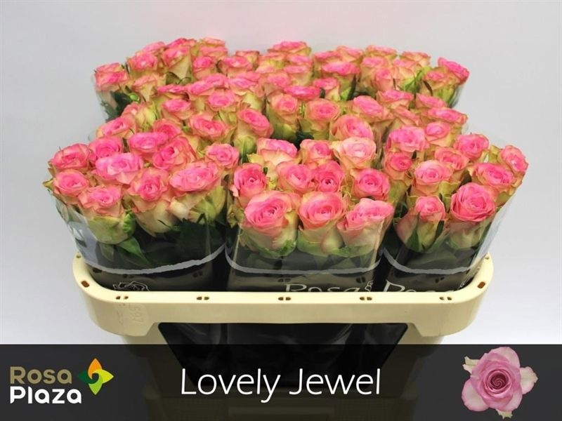 Rosa De Ruiters Lovely Jewel 70cm