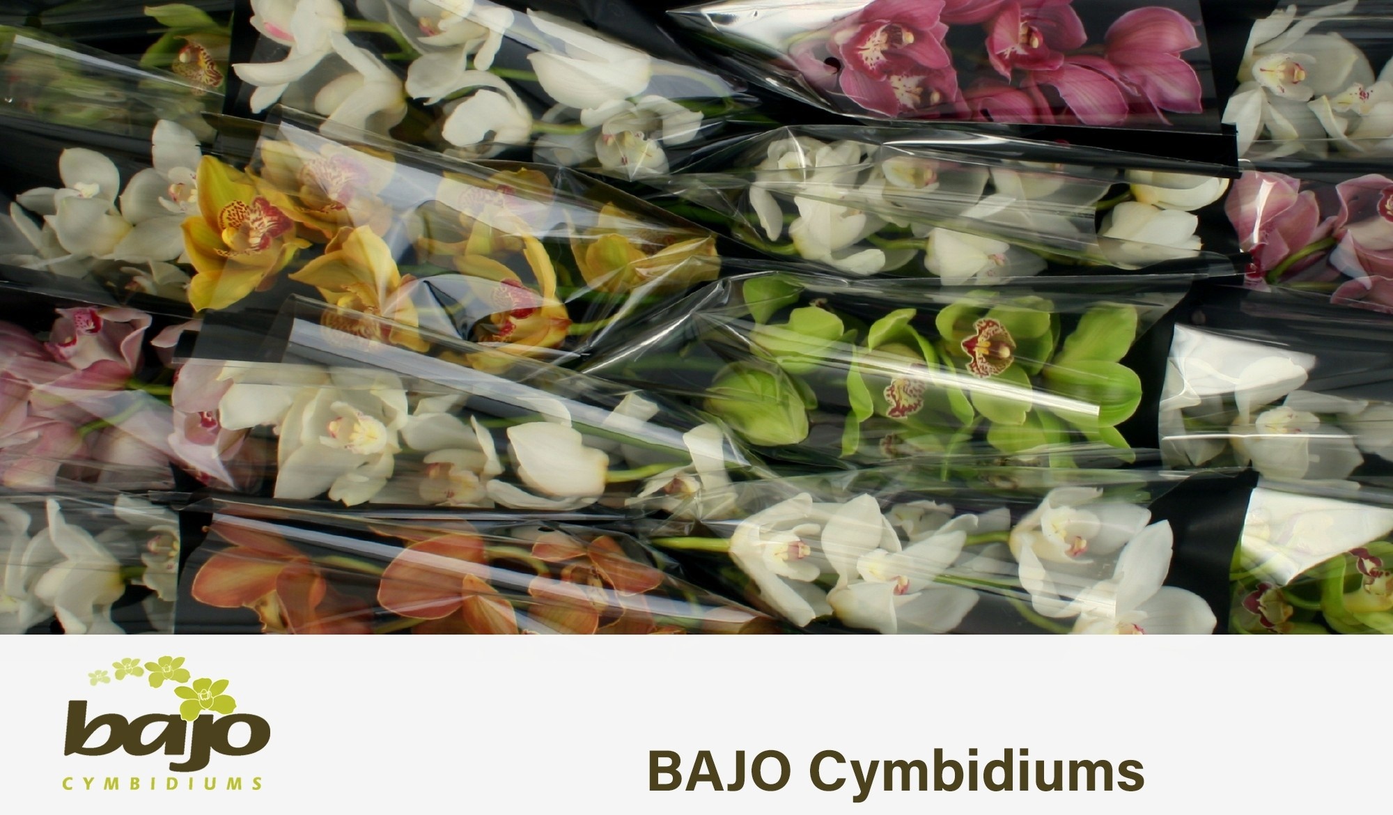 Cymbidium Asst 5bl