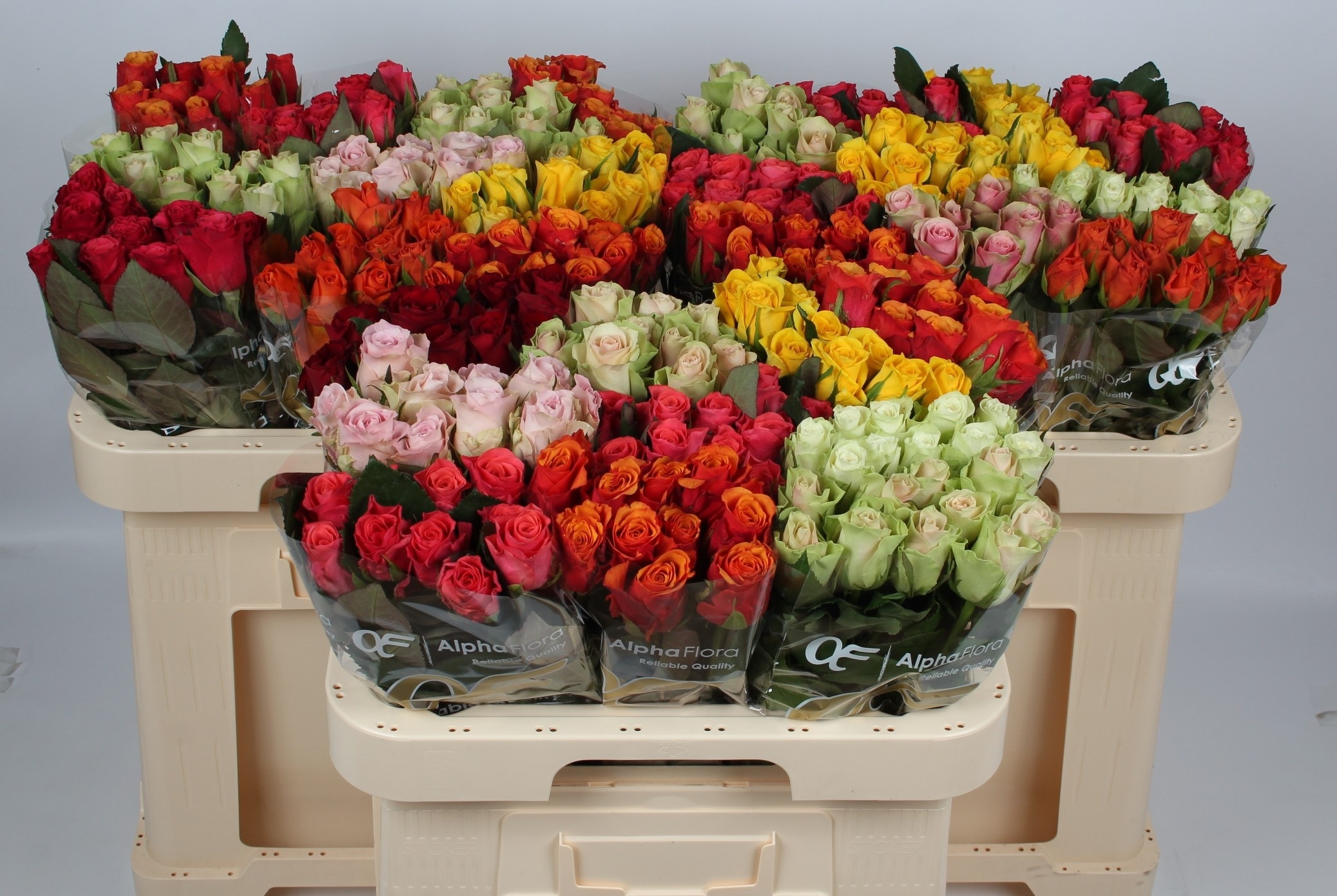 Rosa Sw Mixed In Fust 60cm