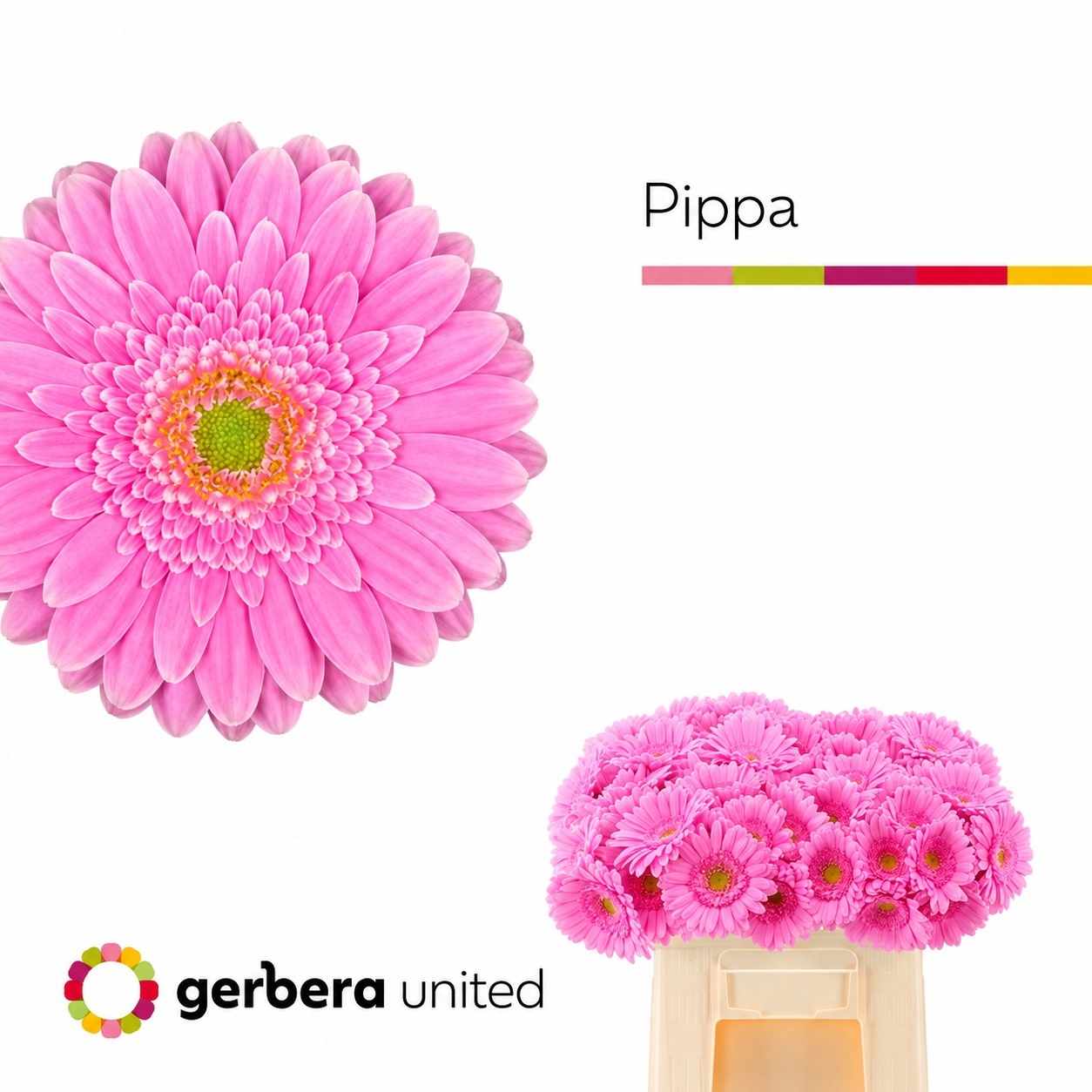 Gerbera Mini Pippa
