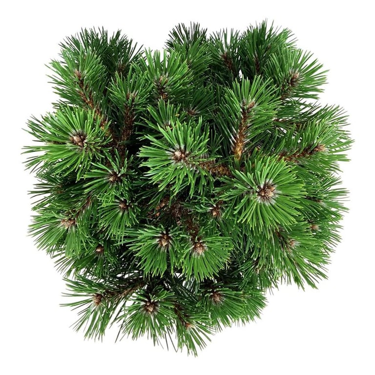 Picture of Pinus nigra 'Nana'