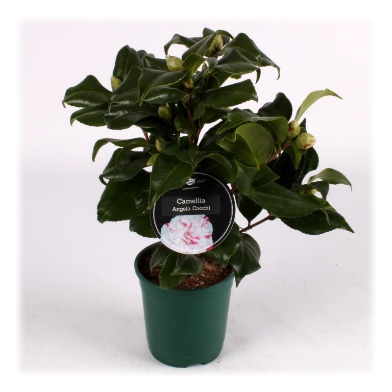 Camellia Bicolor