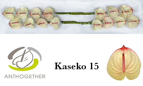 Anth A Kaseko