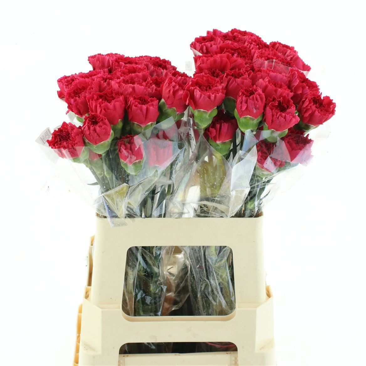 Dianthus St Bizet 50cm