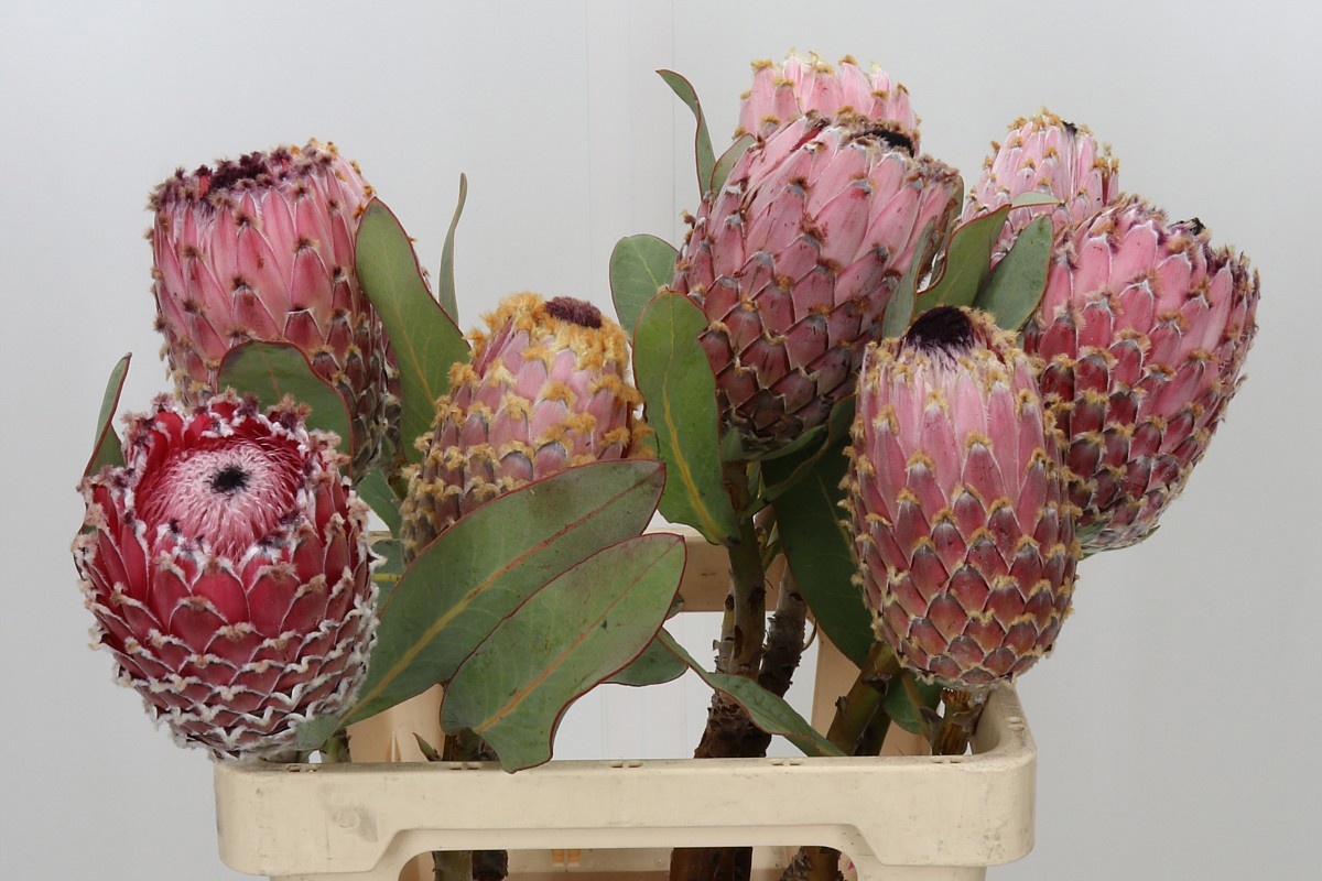 Protea Barbigera 60cm