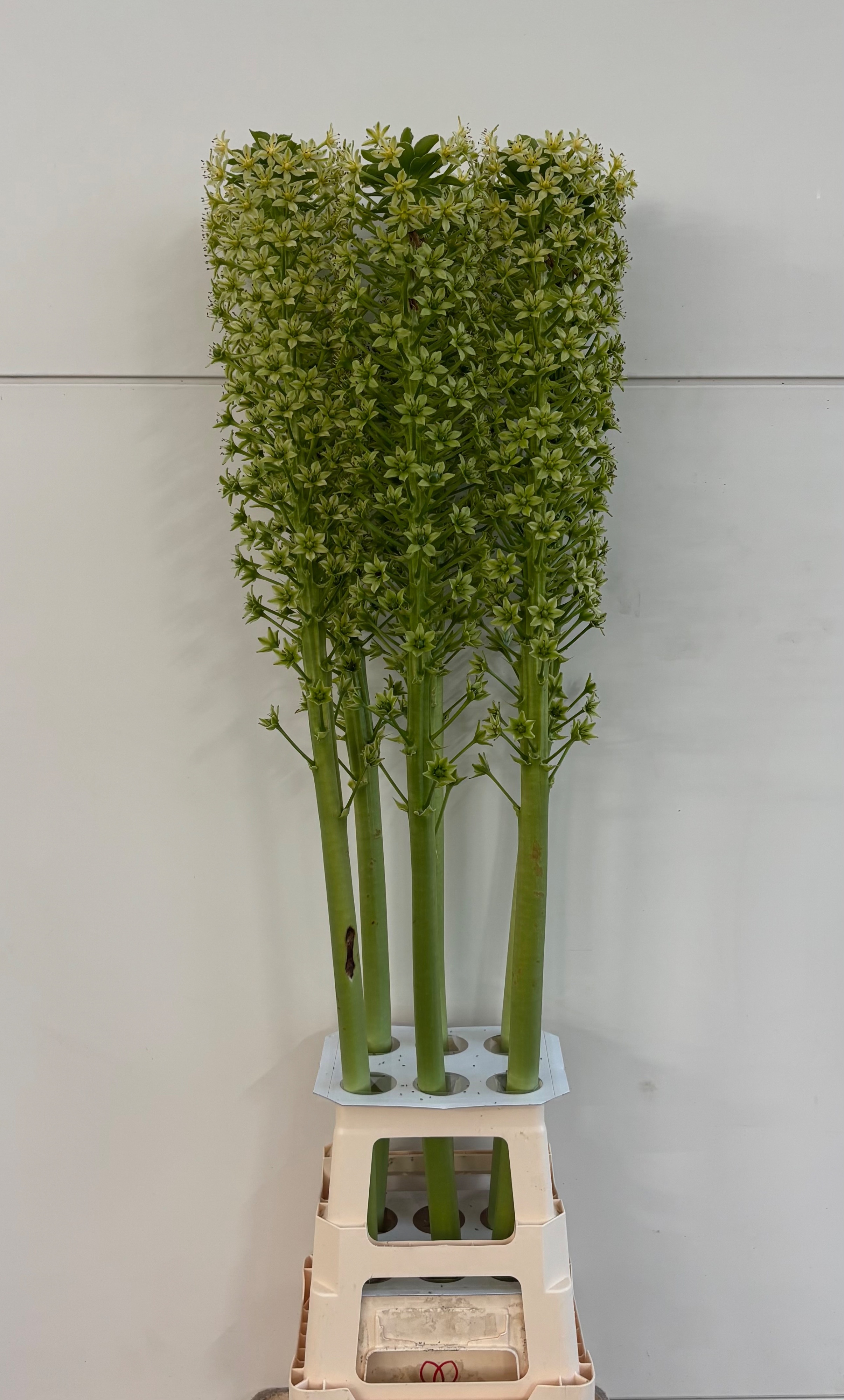 Eucomis P-e Goliath 130cm